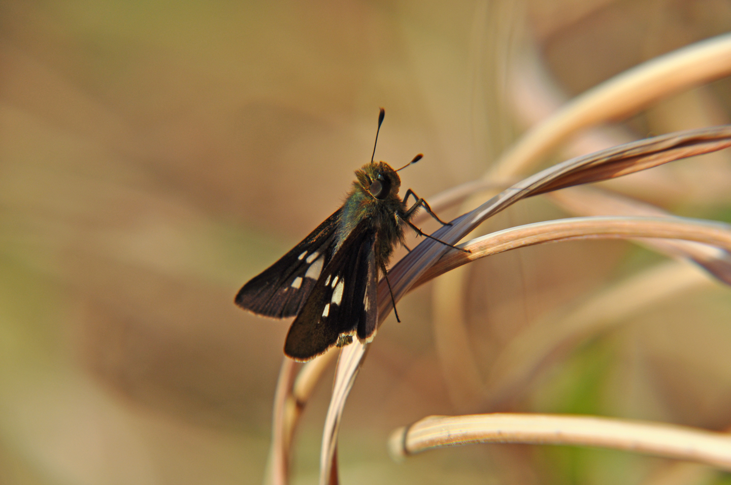オガサワラセセリ Parnara ogasawarensis